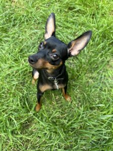 Miniature Pinscher sitting on the grass, looking up with alert ears and bright eyes.