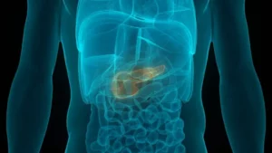 Diagram of the pancreas and human digestive system, highlighting the pancreas's location and its connections to surrounding organs.