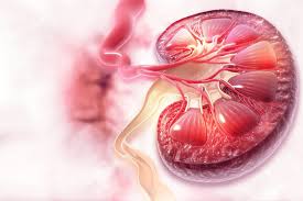 Illustration of a kidney showing effects of hypertension on kidney function